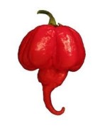 chile Trinidad Scorpion (Capsicum chinense) - semillas no tratadas