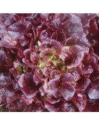Lechuga Batavia Franzy