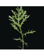 Mostaza Oriental Golden Streaks - semillas sin tratamiento