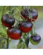 semillas de tomate azul OSU BLUE P20