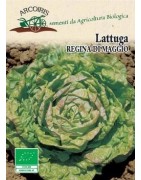 lechuga reina de mayo - semillas ecológicas Arcoiris