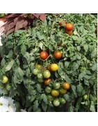 tomate tumbling jester (semillas no tratadas)