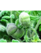 Tomate wooly green zebra  - semillas sin tratamiento
