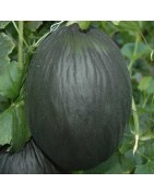 melón tendral negro - semillas no tratadas