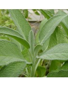 Salvia (Semillas Ecológicas)