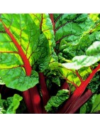 acelga roja rhubarb - semillas no tratadas