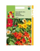 capuchina Jewel mix (Tropaeolum majus nanum)
