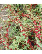 espinaca fresa (capitatum Chenopodium)