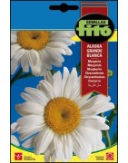 margarita -  crisantemo grande de Alaska