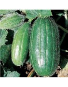 pepino Scopatizzo medio precoz - semillas no tratadas