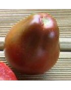 plantel tomate japanese black trifele