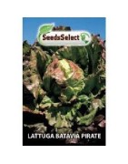lechuga batavia pirate