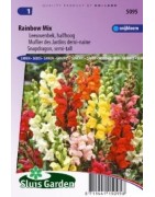 boca de dragón (Antirrhinum majus nanum)