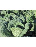 semillas de repollo rizado