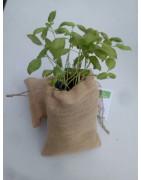 Saco de cultivo de albahaca
