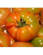 tomate Muchamiel - plantel