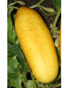 pepino amarillo gele tros (semillas ecológicas)