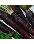 zanahoria night bird F1