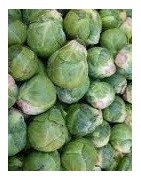 plantel de col de Bruselas