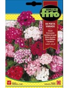 Clavel de Poeta Variado