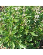 albahaca lima  (semillas no tratadas)