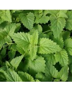 menta de gatos (nepeta cataria) - semillas Nat Nat!