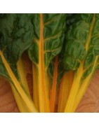 acelga pirol (semillas sin tratamiento)