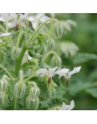borraja blanca  (Borago officinalis ´Alba´) semillasno tratadas