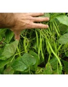 judía del gusano - semillas ecológicas