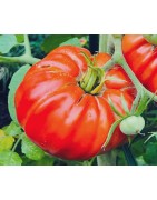 tomate pantano romanesco (semillas no tratadas)