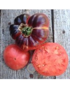 tomate azul indigo  blue beauty  planta