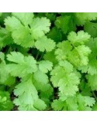 cilantro en maceta de 11 cm