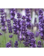 lavanda vera (lavandula spica) - semillas ecológicas