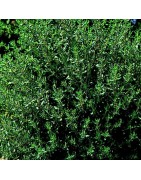 tomillo - semillas no tratadas