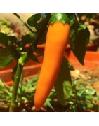 Pimiento tequila sunrise - semillas no tratadas