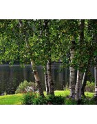 abedul (betula alba)