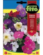 petunia pendula variada