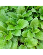 Melisa (Semillas no tratadas)