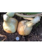 cebolla Ailsa Craig - semillas no tratadas