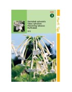 tabaco de flores (Nicotiana sylvestris)