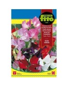 guisante de olor enano