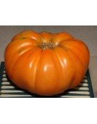 plantel de tomate kellogg's breakfast