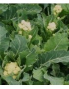 brócoli perenne nine star