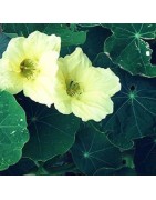 Capuchina Milkmaid - semillas sin tratamiento