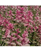 Salvia say so rose - semillas no tratadas