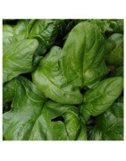 Espinaca viroflay - semillas no tratadas