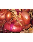 Plantel de cebolla Roja de año