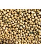 mostaza blanca para germinados (semillas ecológicas)