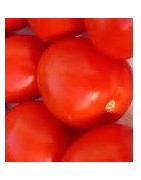 plantel de tomate pera Malpica