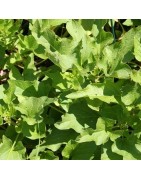 buen Rey Henry (chenopodium bonus henricus) semillas ecológicas